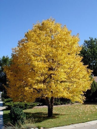 Limewood/Linden Tree - Instant shade and fragrant honeybee-attracting flowers! (2 years old and 3-4 feet tall.)