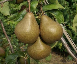 Dwarf Bosc Pear Tree - Cinnamon brown pears are some of the sweetest and most hardy! (2 years old and 3-4 feet tall.)
