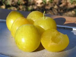 Shiro Plum Tree - One of the heaviest producing plum trees! (2 years old and 3-4 feet tall.)