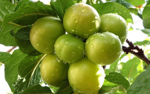 Green Gage Plum Tree - Rare green dessert plum with endless culinary uses! (2 years old and 3-4 feet tall.)