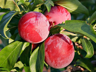 Beauty Plum Tree - Delicious, snack sized, bright red plums first year! 2 years old and 3-4 feet tall!