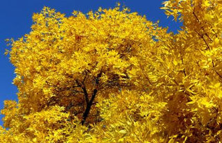 American White Ash Tree - An endangered and beautiful native tree. 2 years old and 3-4 feet tall!