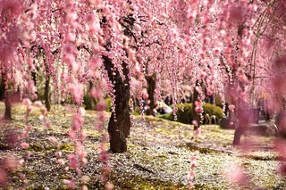 Double Pink Weeping Cherry Blossom Tree - Bright pink blossoms cascade down like a cherry blossom waterfall.  (2 years old and 4 feet tall.)