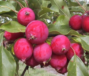 Dolgo Crabapple Tree - Best crabapple for jelly and baking! (2 years old and 3-4 feet tall.)