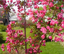 Prairie Fire Crabapple Tree - Uniquely colored magenta blossoms in spring give way to light purple foliage in summer. (2 years old and 3-4 feet tall.)