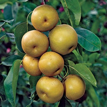 Shinseiki Asian Pear Tree - Heavy producer of sweet snack-sized fruit, thrives everywhere from tropical to cold climates! (2 years old and 3-4 feet tall.)