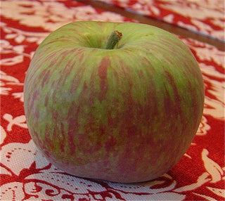 Dwarf Beverly Hills Apple Tree - Grows in warm climates like California and Florida! (2 years old and 3-4 feet tall.)