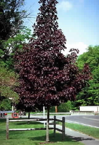 Crimson King Maple Tree - Dark purple foliage that glows in the sun! (2 years old and 3-4 feet tall.)