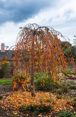 Snow Fountain Weeping Cherry Tree - Pure white blossoms flow like a fountain! (2 years old and 4 feet tall.)