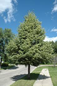 Limewood/Linden Tree - Instant shade and fragrant honeybee-attracting flowers! (2 years old and 3-4 feet tall.)
