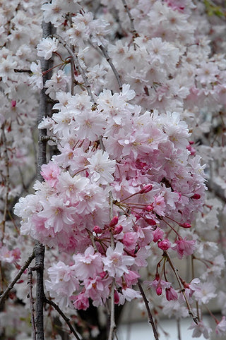 Double Pink Weeping Cherry Blossom Tree - Bright pink blossoms cascade down like a cherry blossom waterfall.  (2 years old and 4 feet tall.)