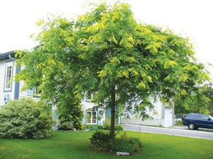 Honeylocust Tree - Perfect native tree for a natural barrier. (2 years old and 3-4 feet tall.)