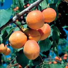Goldcot Apricot Tree - Cold hardy apricot! (2 years old and 3-4 feet tall.)