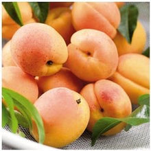 Dwarf Moorpark Apricot Tree - Largest and sweetest apricots! (2 years old and 3-4 feet tall)