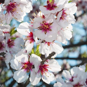 All-in-One Almond Tree - Cold hardy, great flavor, easy growing. (2 years old and 3-4 feet tall.)
