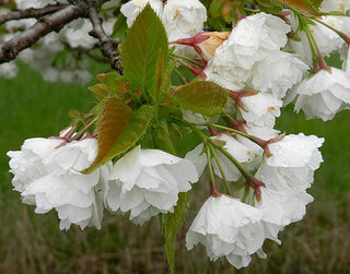 Mt. Fuji Flowering Cherry Tree - Large and graceful pure white cherry blossoms. (2 years old and 3-4 feet tall.)