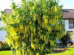 Golden Chain Tree - Weeping yellow blossoms measure over one foot long! (2 years old and 3-4 feet tall.)