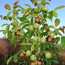 English Walnut Tree - Heart healthy, antioxidant rich natural treats! (2 years old and 3-4 feet tall.)