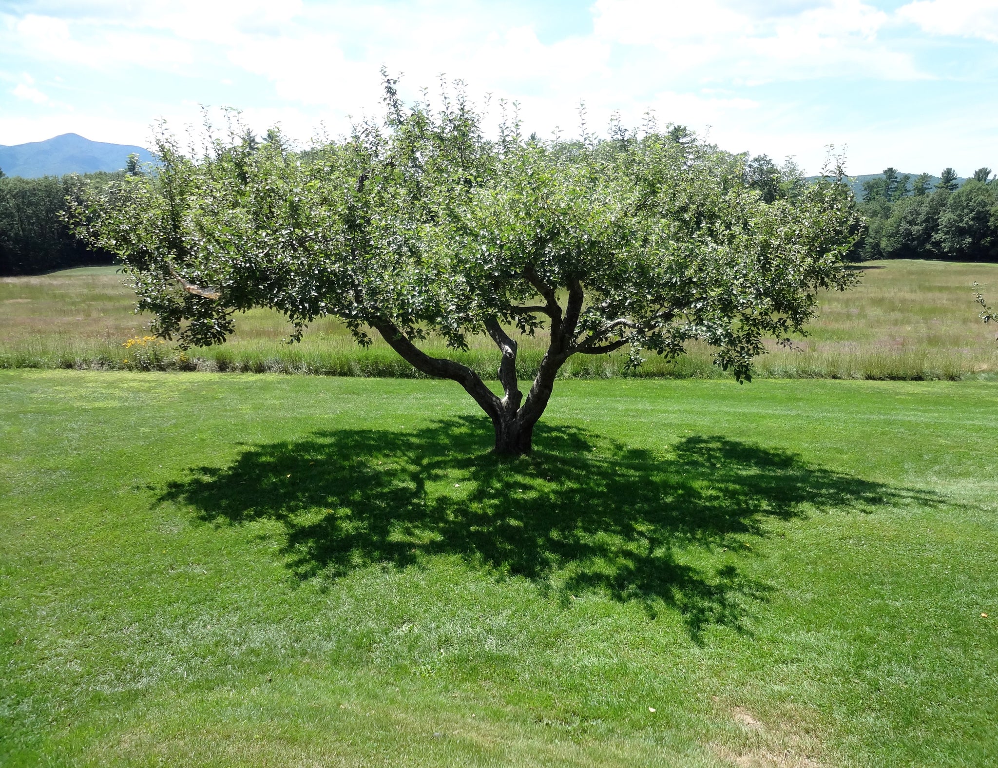 3 ft. Golden Delicious Apple Tree with Honeyed Sweet Light Gold Fruit