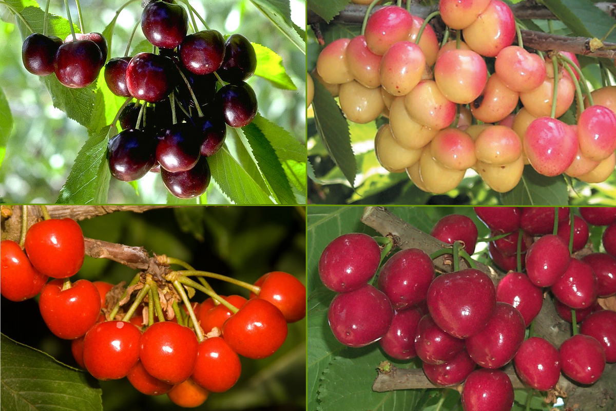4-in-1 Cherry Jubilee Tree - Different cherry varieties grow on each l ...