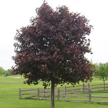 Crimson King Maple Tree - Dark purple foliage that glows in the sun! (2 years old and 3-4 feet tall.)