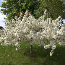 Dolgo Crabapple Tree - Best crabapple for jelly and baking! (2 years old and 3-4 feet tall.)