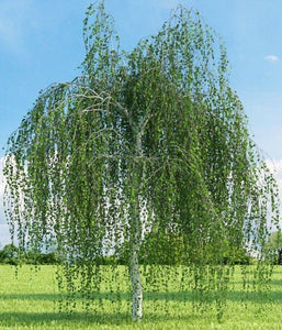 Weeping White Birch - Gracefully weeping limbs give way to pure white bark in winter! (2 years old and 3-4 feet tall.)