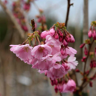 Accolade Cherry Blossom Tree - Translucent seashell shaped blossoms. (2 years old and 3-4 feet tall.)
