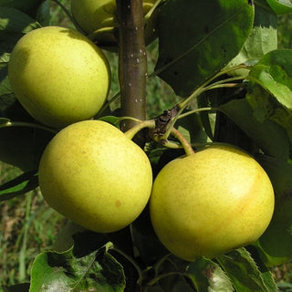 Dwarf Nijisseiki Asian Pear Tree - Sweetest Asian Pear of all! (2 years old and 3-4 feet tall.)