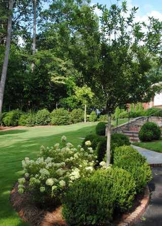 Harvest Gold Crabapple Tree - Golden fruit lights up landscapes well into winter. (2 years old and 3-4 feet tall.)