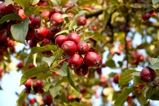 Dolgo Crabapple Tree - Best crabapple for jelly and baking! (2 years old and 3-4 feet tall.)