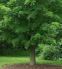 Sugar Maple Tree - Fast-growing native with bright fall color! (2 years old and 3-4 feet tall.)