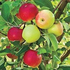 Double-Apple Twist Tree - 2 varieties of apples growing on 1 tree! (2 years old and 3-4 feet tall.)