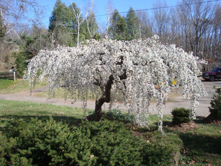 Snow Fountain Weeping Cherry Tree - Pure white blossoms flow like a fountain! (2 years old and 4 feet tall.)