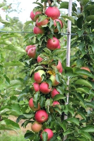 Scarlet Sentinel Limbless Apple Tree - Grows double the fruit of a regular apple tree in half the time! (2 years old and 3-4 feet tall)