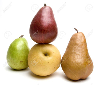 4-in-1 Pear Jubilee Tree - Different pear varieties grow on each limb! (2 years old and 3-4 feet tall.)