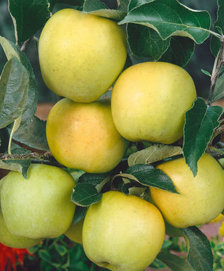 Golden Delicious Apple Tree - Sweettart flavor with a crisp aromatic texture. (2 years old and 3-4 feet tall.)