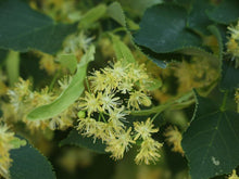 Limewood/Linden Tree - Instant shade and fragrant honeybee-attracting flowers! (2 years old and 3-4 feet tall.)