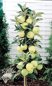 Golden Sentinel Limbless Apple Tree - Grows double the fruit of a regular apple tree in half the time! (2 years old and 2-3 feet tall.)