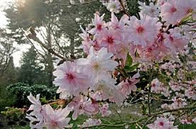 Autumnalis Cherry Blossom Tree - Blooms rose-pink twice a year in spring and autumn! (Bare-Root, 2 years old and 3-4 feet tall)
