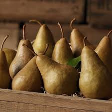 Dwarf Bosc Pear Tree - Cinnamon brown pears are some of the sweetest and most hardy! (2 years old and 3-4 feet tall.)