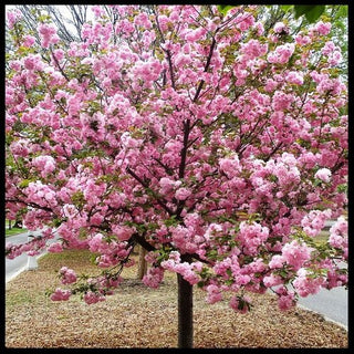 Kwanzan Cherry Blossom Tree - Beautiful, large, bright pink globes of blossoms! (2 years old and 3-4 feet tall.)