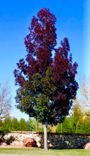 Purple Autumn Ash Tree - Deep autumn color, minimal leaf raking. (2 years old and 3-4 feet tall.)