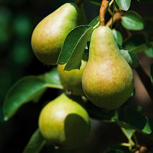 Dwarf Bartlett Pear Tree - The golden standard of pear flavor, grown right in your backyard! (2 years old and 3-4 feet tall.)