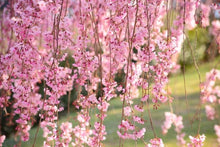 Double Pink Weeping Cherry Blossom Tree - Bright pink blossoms cascade down like a cherry blossom waterfall.  (2 years old and 4 feet tall.)