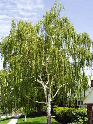 Weeping White Birch - Gracefully weeping limbs give way to pure white bark in winter! (2 years old and 3-4 feet tall.)