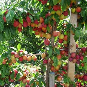 Beauty Plum Tree - Delicious, snack sized, bright red plums first year! 2 years old and 3-4 feet tall!