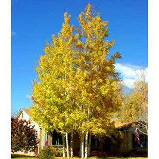Quaking Aspen Tree - Among the fastest growing trees!  (2 years old and 3-4 feet tall.)