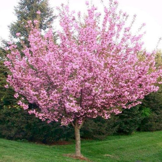 Kwanzan Cherry Blossom Tree - Beautiful, large, bright pink globes of blossoms! (2 years old and 3-4 feet tall.)