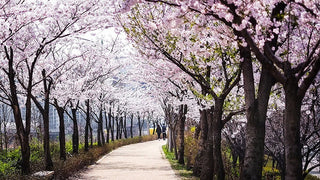 Yoshino Flowering Cherry - Almond scented, pinkish white, fragrant blossoms. (2 years old and 3-4 feet tall.)